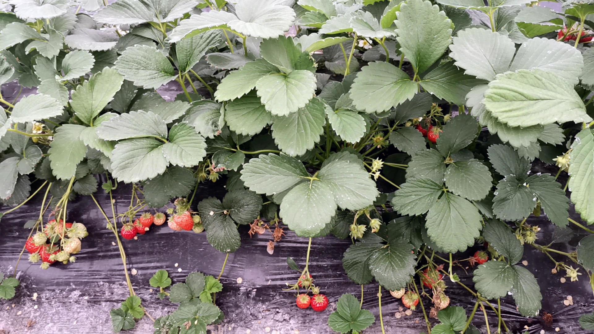 多镜头大棚温室草莓视频的预览图