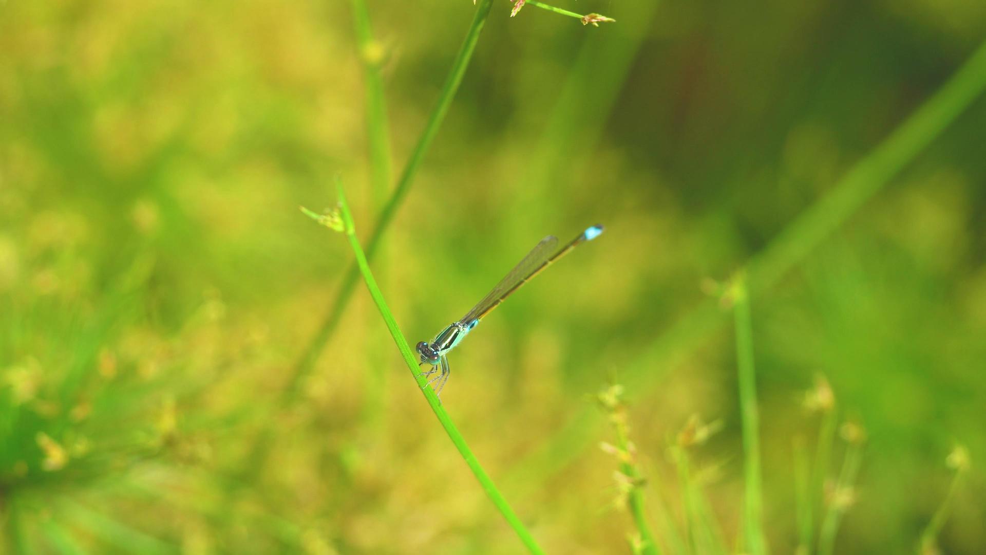 雨后绿植蜻蜓视频的预览图