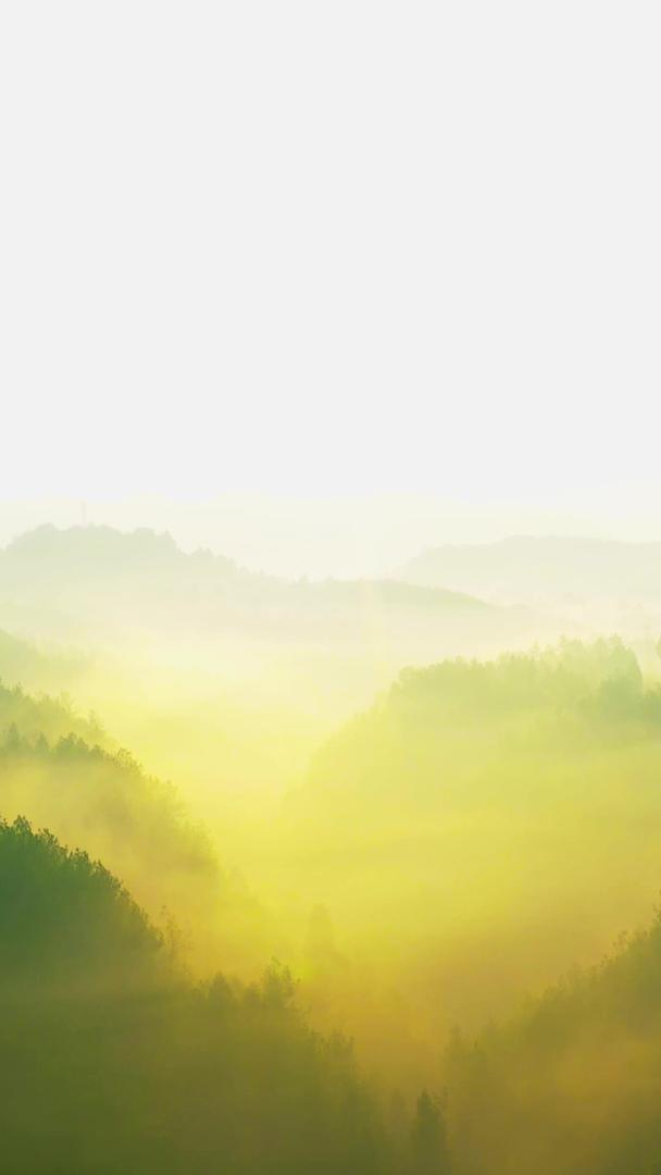 航拍美丽的清晨森林云雾缭绕的视频素材视频的预览图