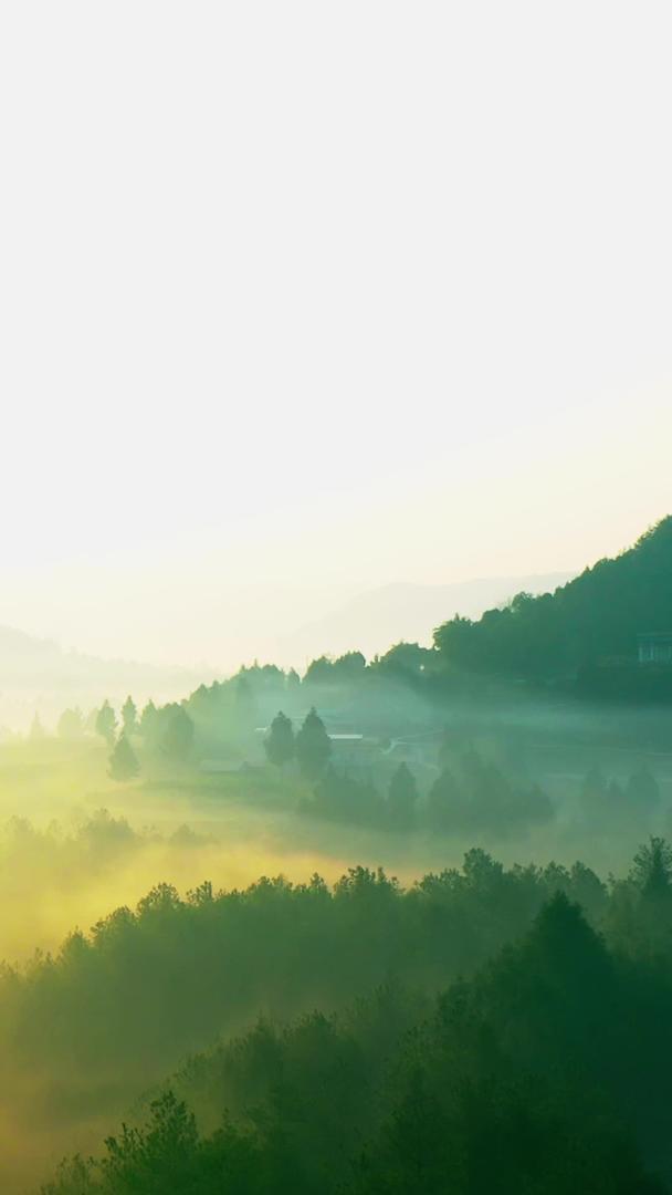 航拍美丽的清晨森林云雾缭绕的视频素材视频的预览图