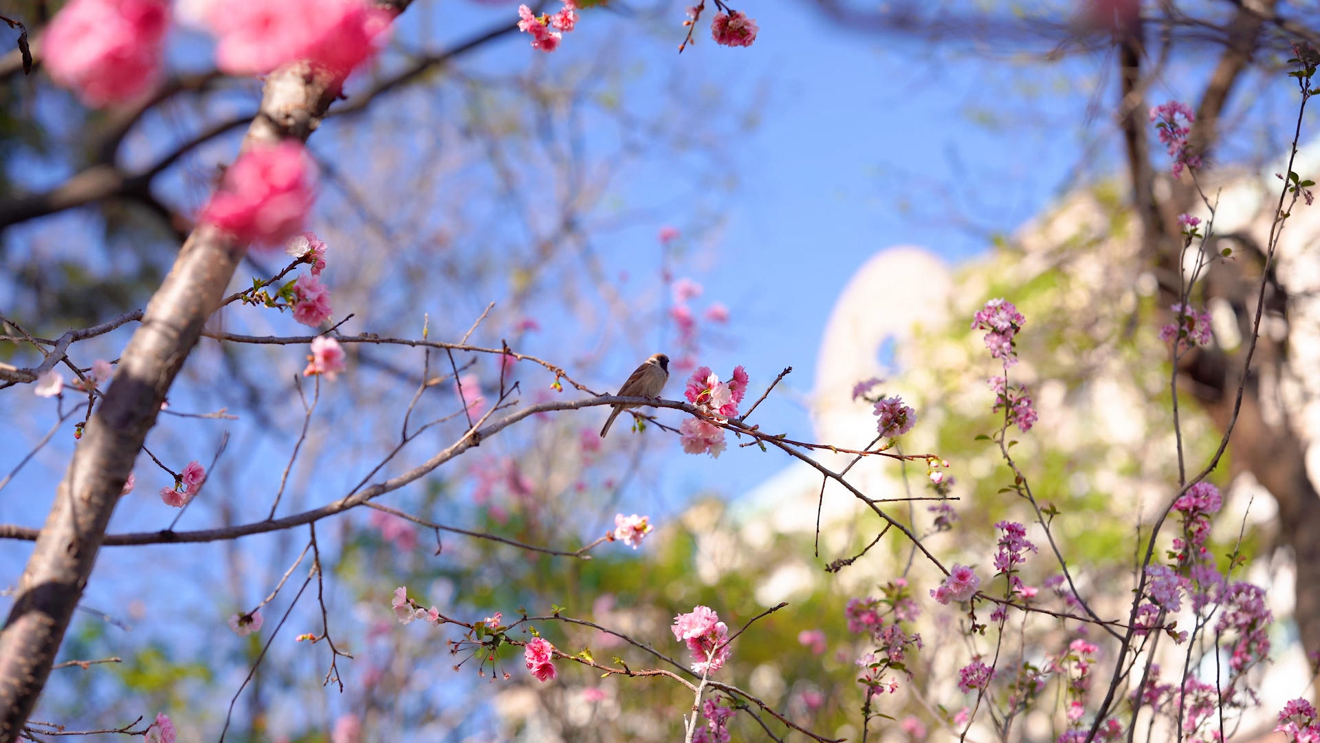 4k实拍春日阳光树上的小鸟自然风光视频的预览图