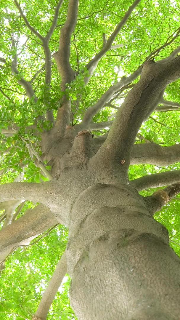 夏天美丽的小清新树影视频的预览图