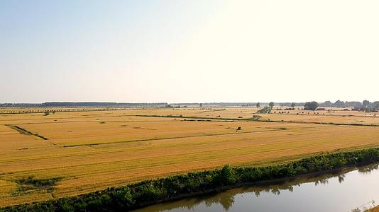 江苏洪泽湖湿地稻田4k航拍视频的预览图