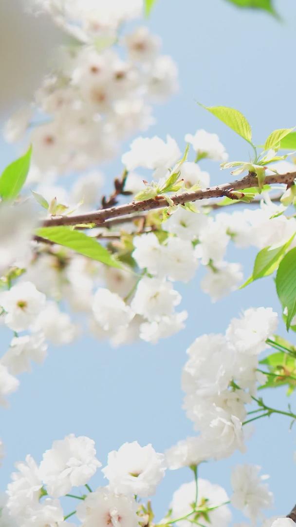 纯白的日本樱花蓝天下视频的预览图