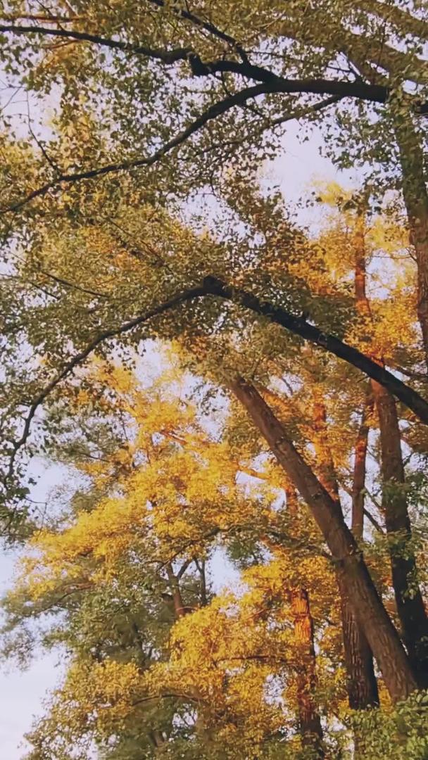 秋日夕阳下金黄的叶子视频的预览图