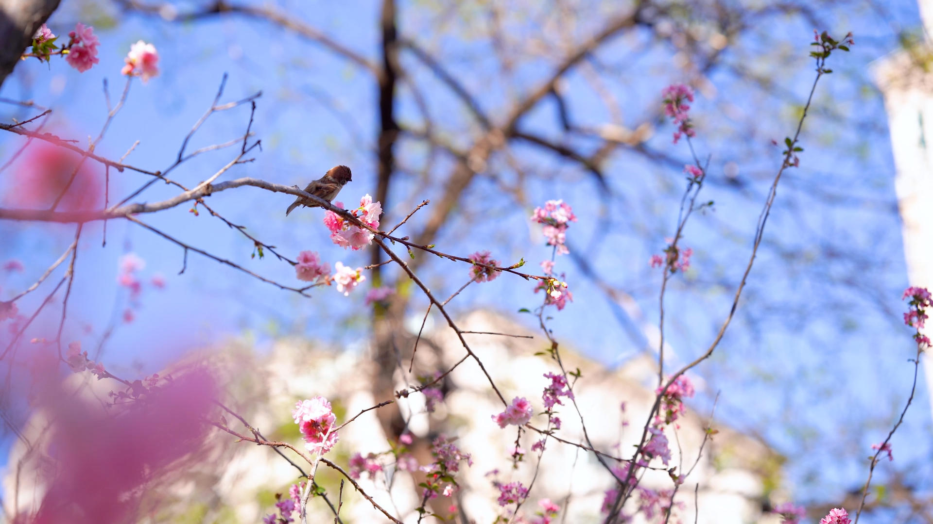4k实拍春日风光花朵树上的小鸟原视频视频的预览图