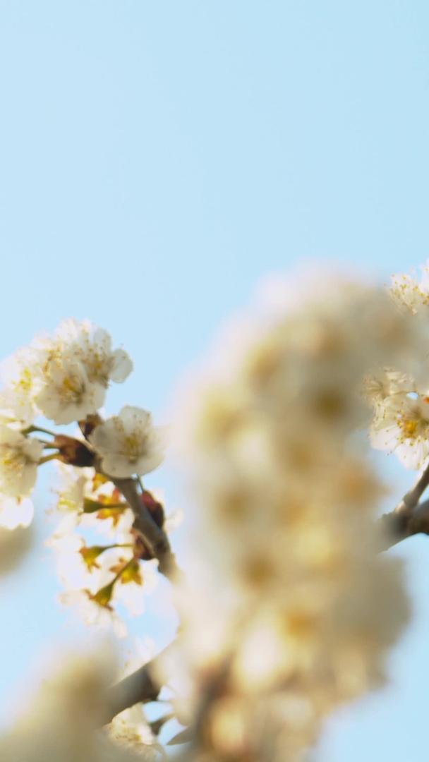 春季樱花枝上采蜜的蜜蜂视频素材视频的预览图