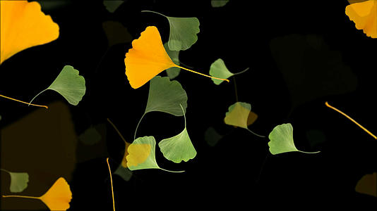 透明通道银杏叶素材视频的预览图