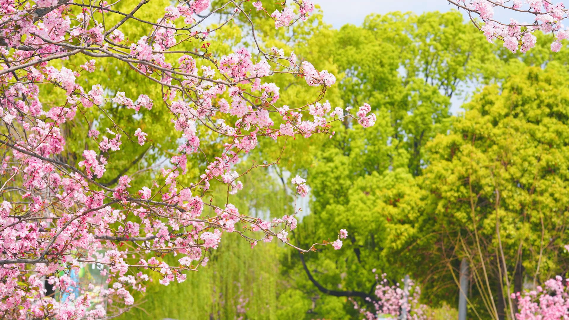4k实拍春日自然风光盛开的樱花风光视频的预览图