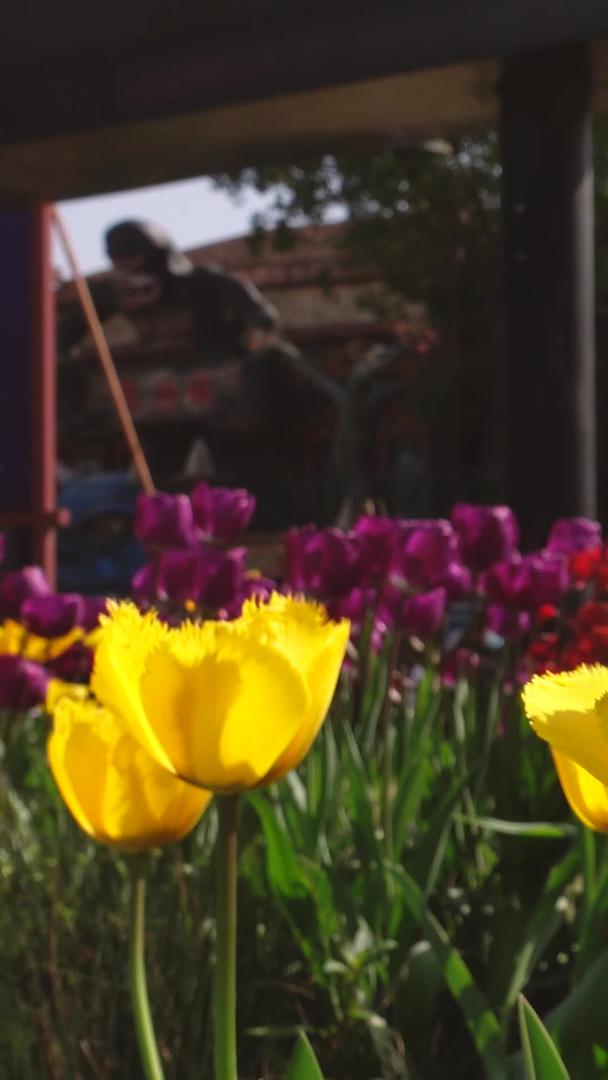 郁金香花展在城市春季阳光下的材料视频的预览图