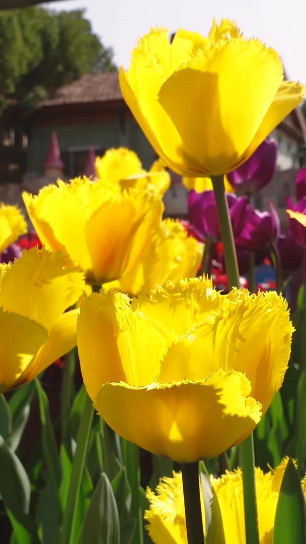 郁金香花展在城市春季阳光下的材料视频的预览图