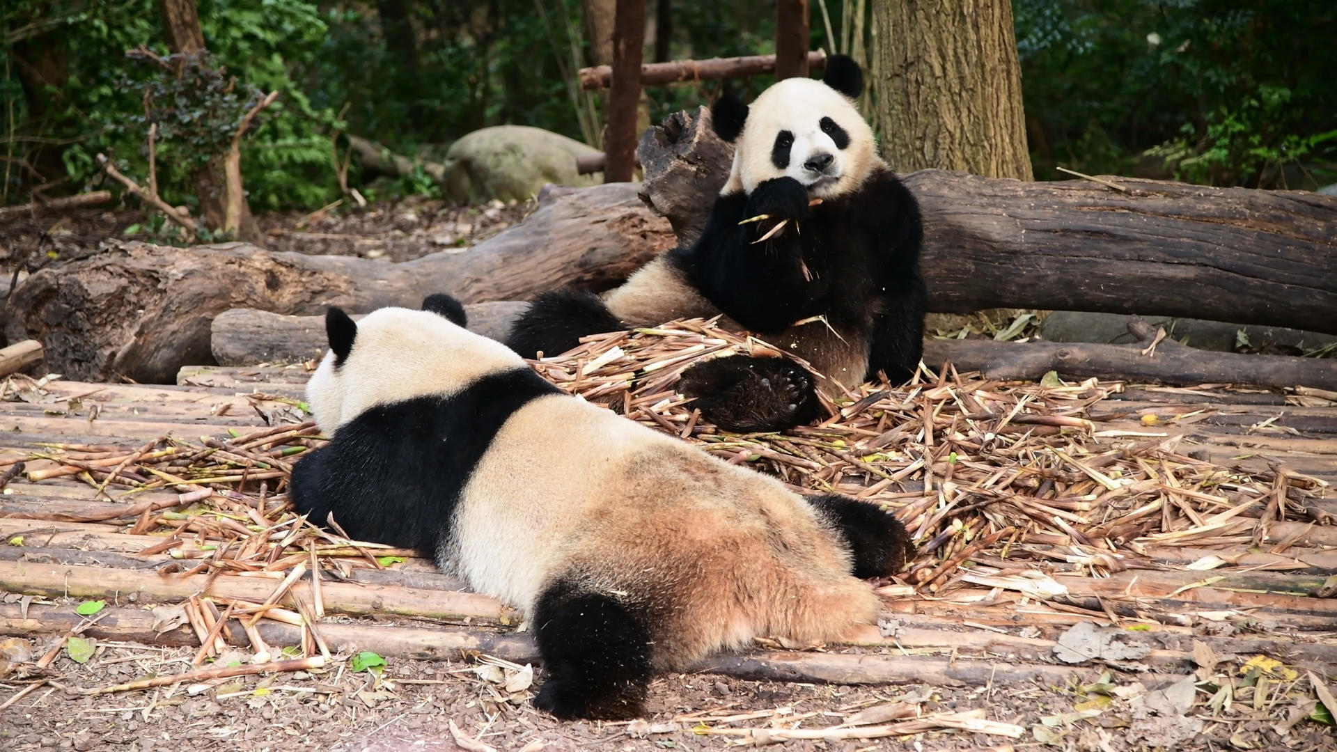 大熊猫4K趴着吃竹笋视频的预览图