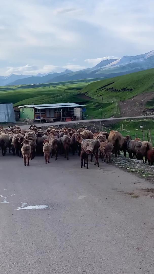 拍摄新疆伊犁牧民放牧转场视频集合视频的预览图