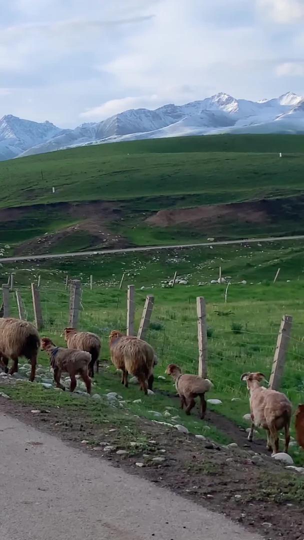 拍摄新疆伊犁牧民放牧转场视频集合视频的预览图
