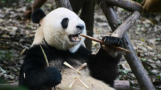 大熊猫4K吃竹笋视频的预览图