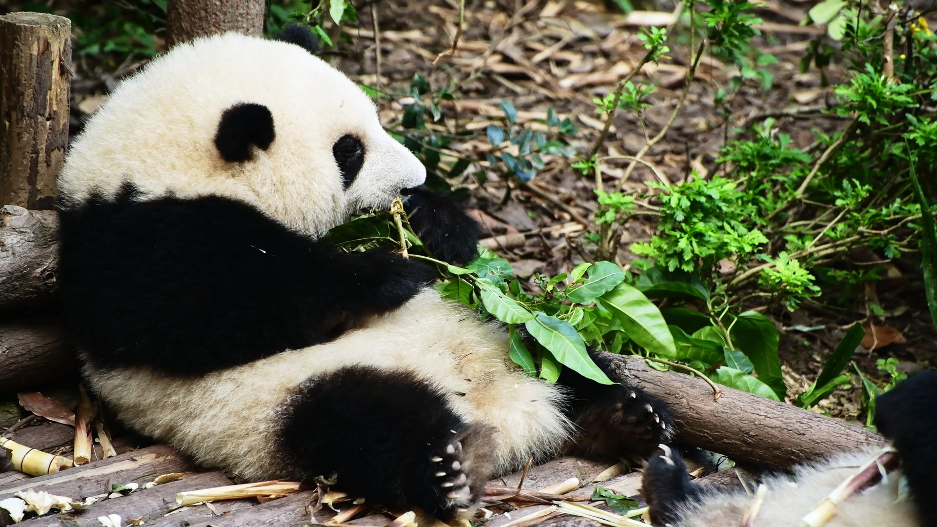 4K大熊猫视频的预览图