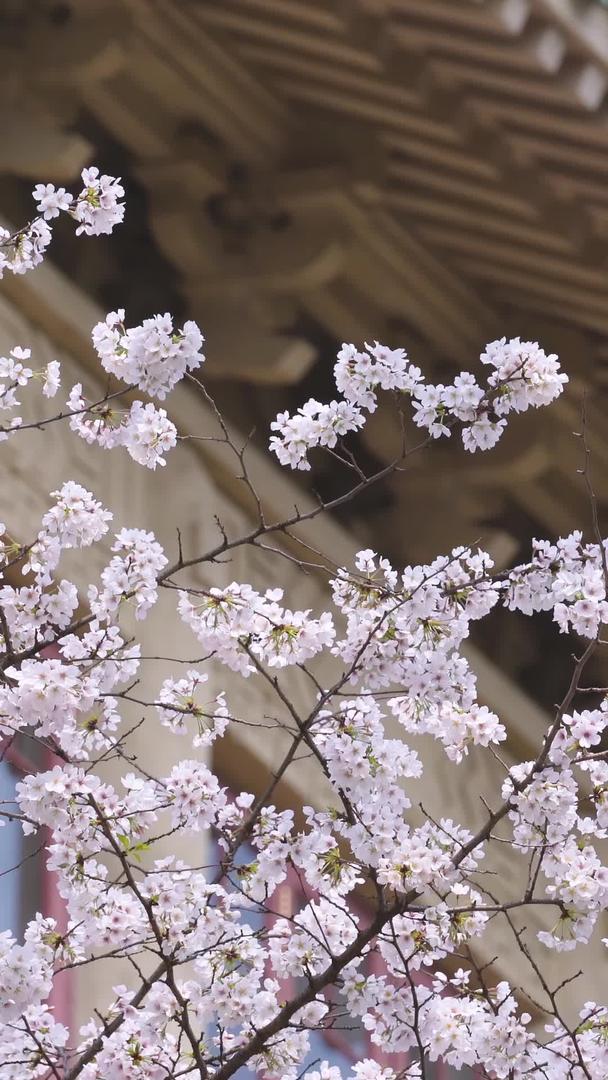 春游武汉大学校园古建筑樱花季素材视频的预览图