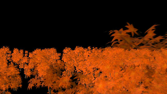 透明通道红枫树视频素材视频的预览图