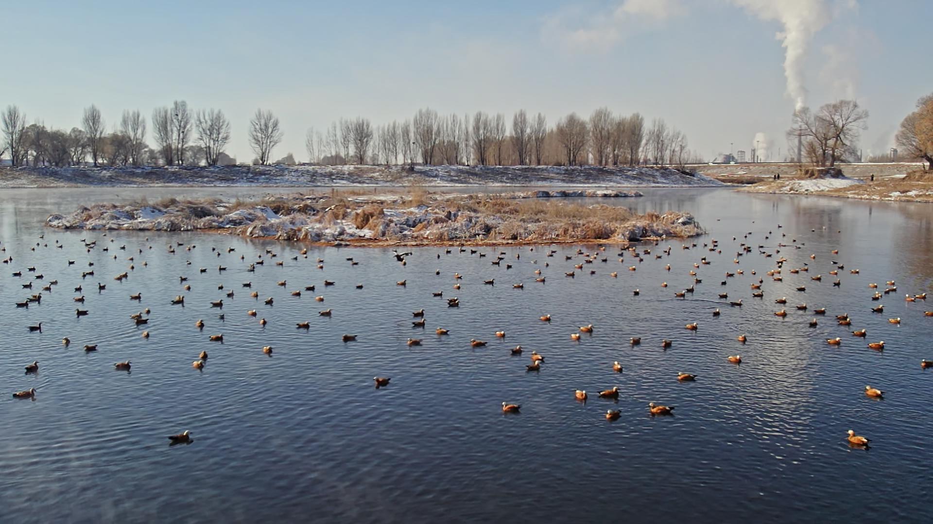 冬季内蒙古大黑河湖水麻鸭景观视频的预览图