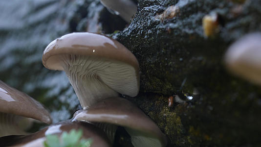 野生食用蘑菇视频的预览图