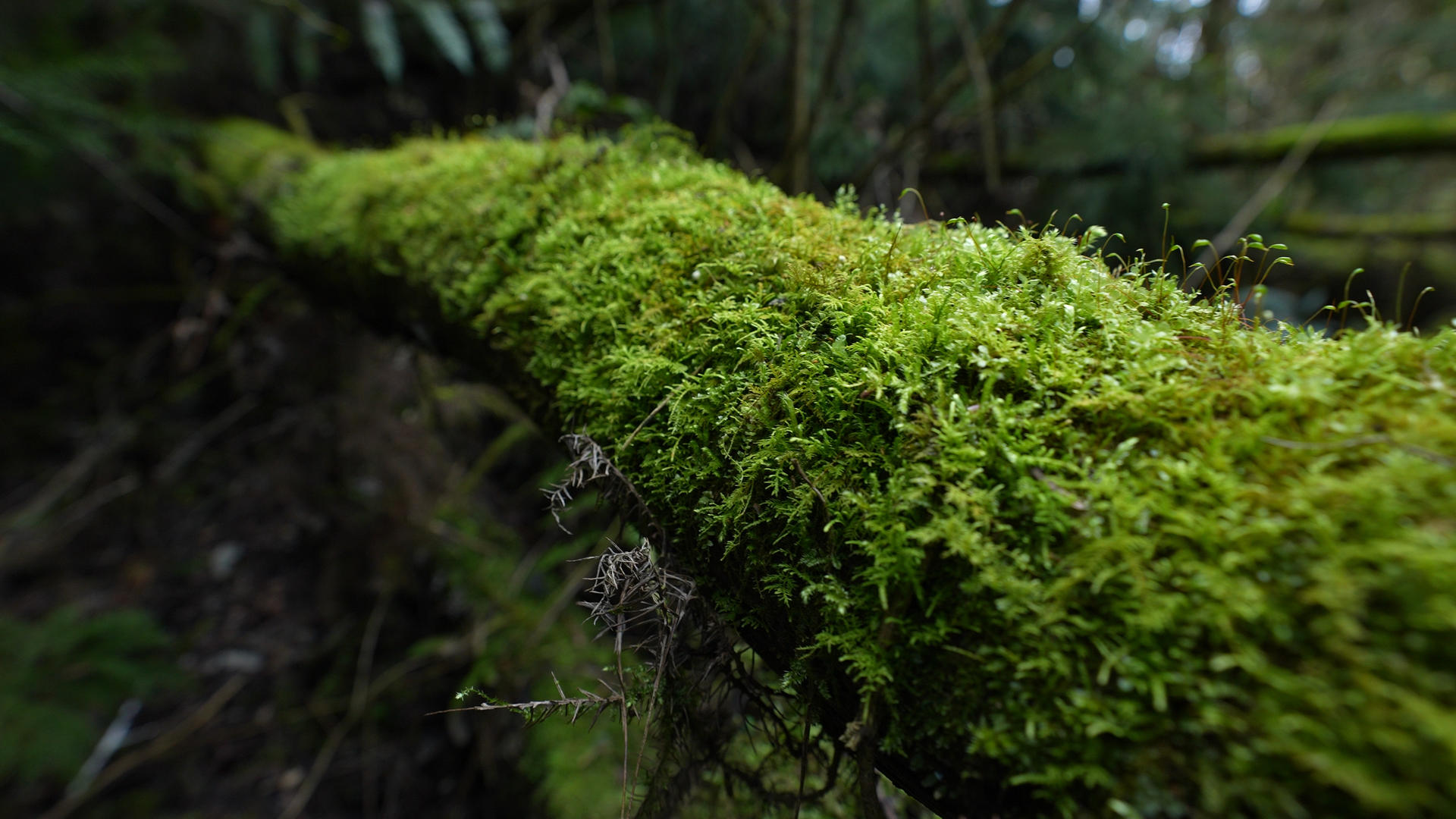4K原始森林苔藓视频的预览图