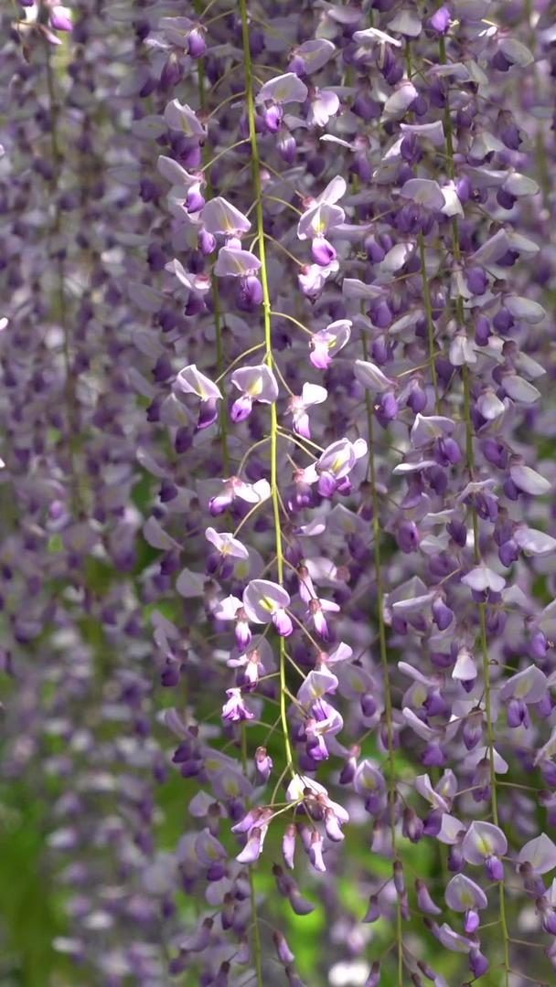 花园里的紫藤花视频的预览图