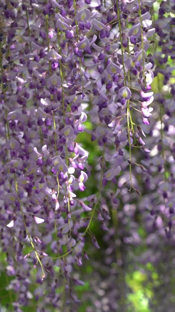花园里的紫藤花视频的预览图