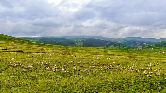青海牧场放牧羊群航拍视频视频的预览图