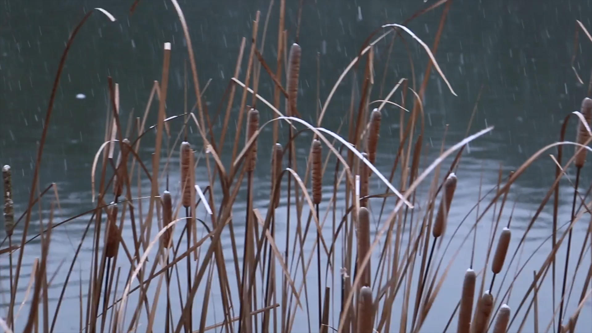 实拍冬天芦苇从下雪镜头视频的预览图