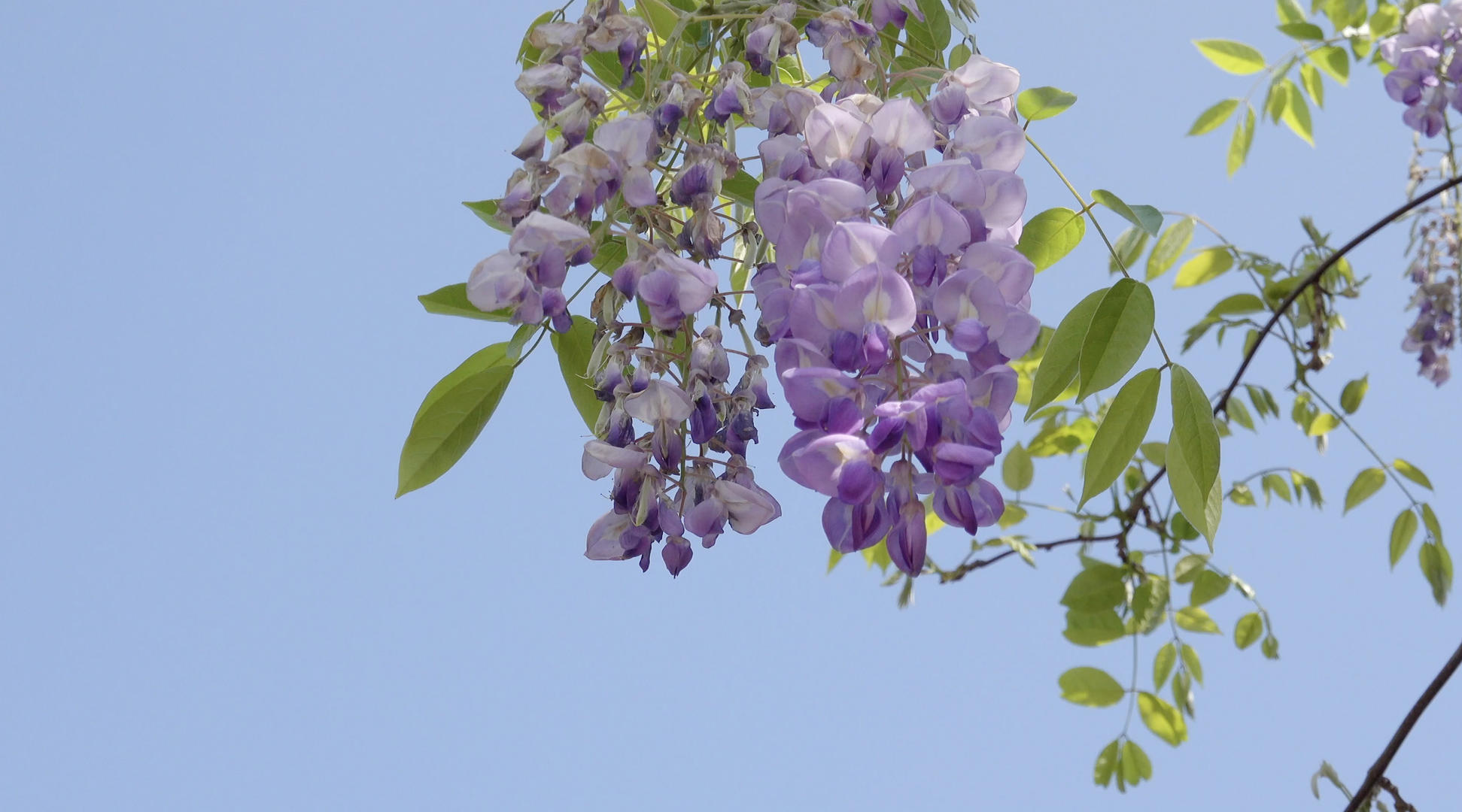自然风光盛开的紫藤花4K视频视频的预览图