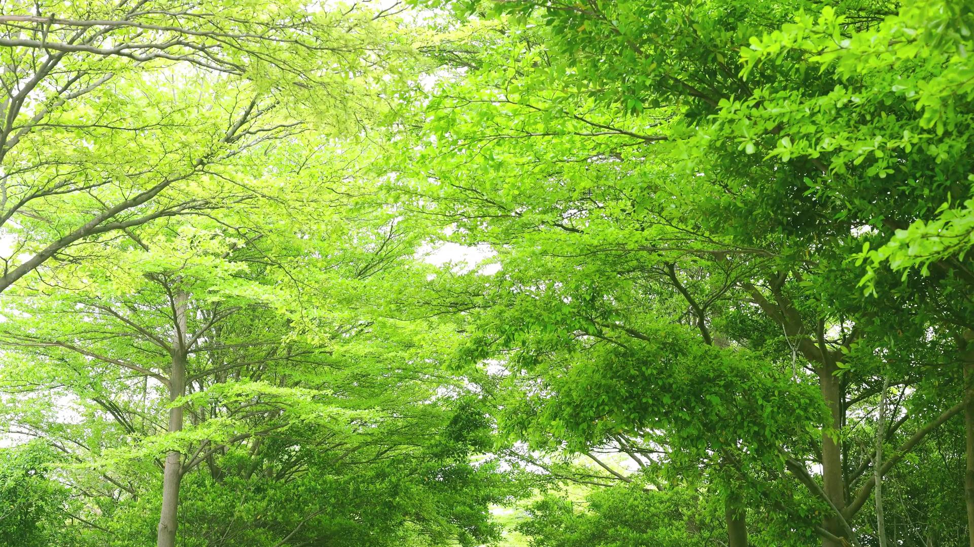 仰拍小清新绿色植物树木视频的预览图