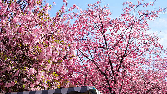 4k实拍唯美自然风光盛开的樱花视频的预览图