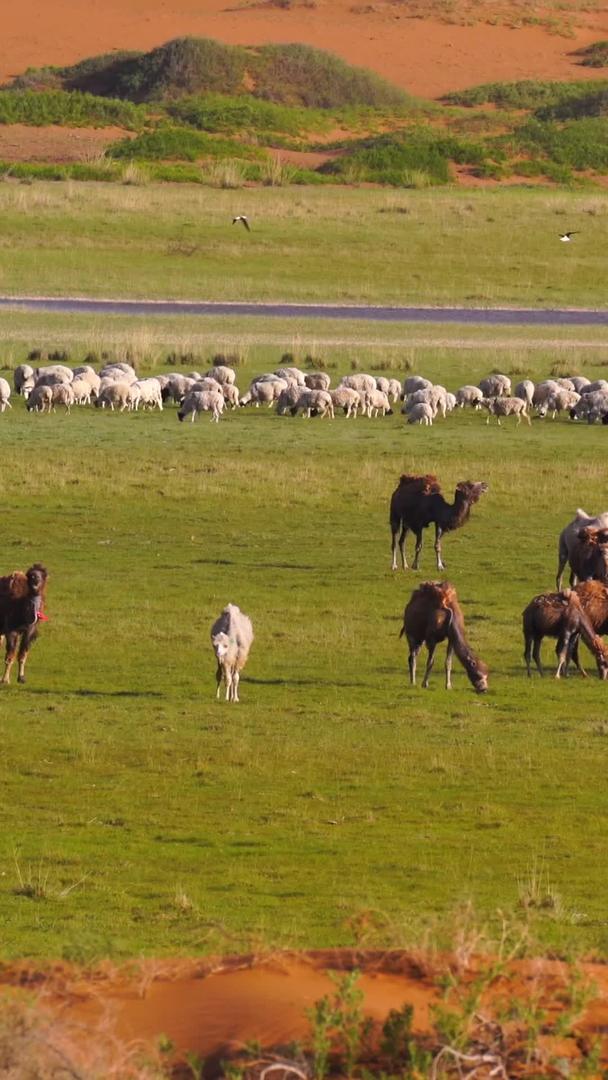 腾格里沙漠绿洲骆驼羊群视频的预览图