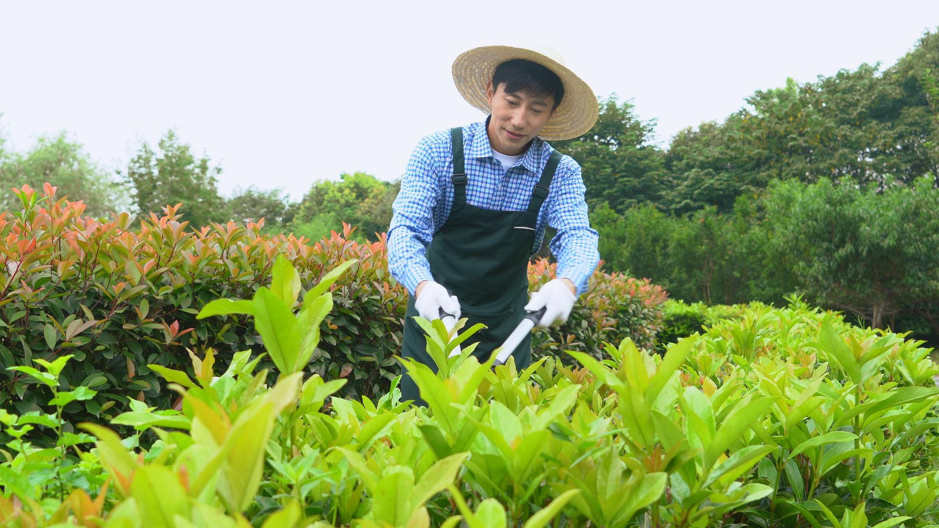 中年园丁打理花圃视频的预览图