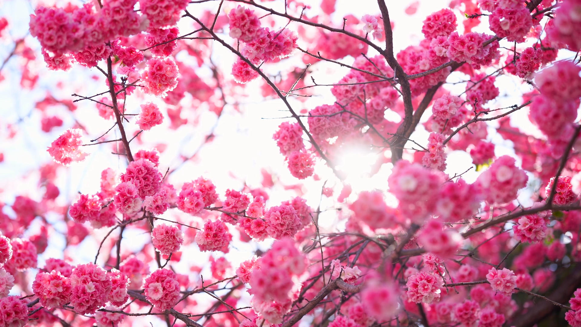 4k实拍春日阳光明媚透过樱花风光视频的预览图