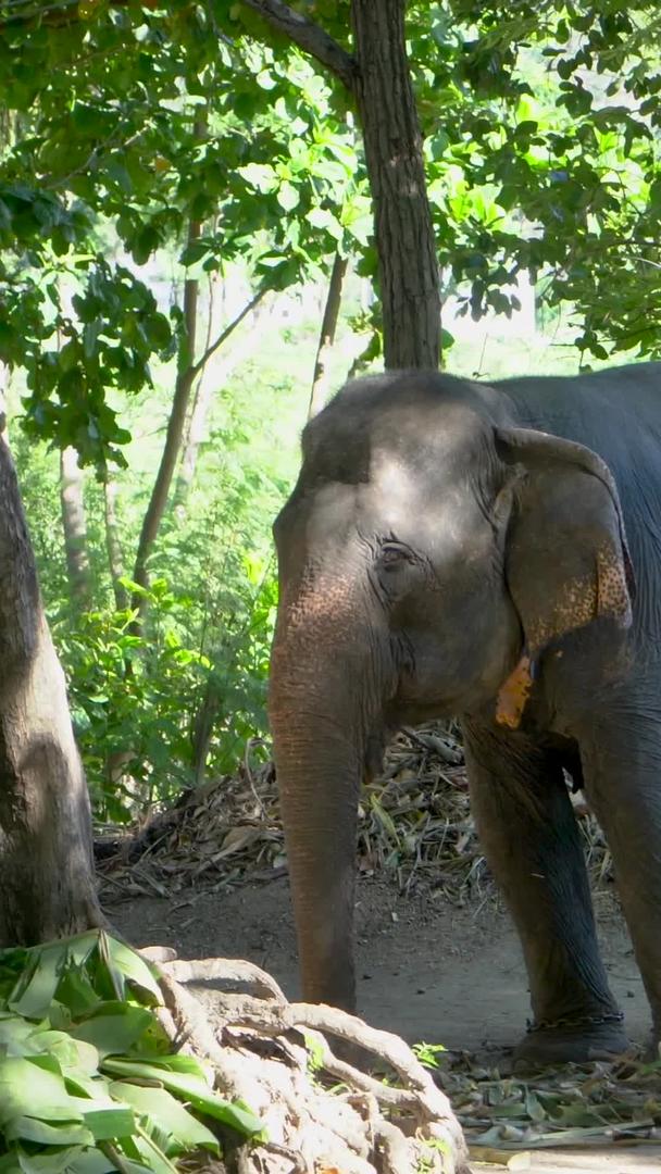 小象幼象驯养大象实拍集合视频的预览图