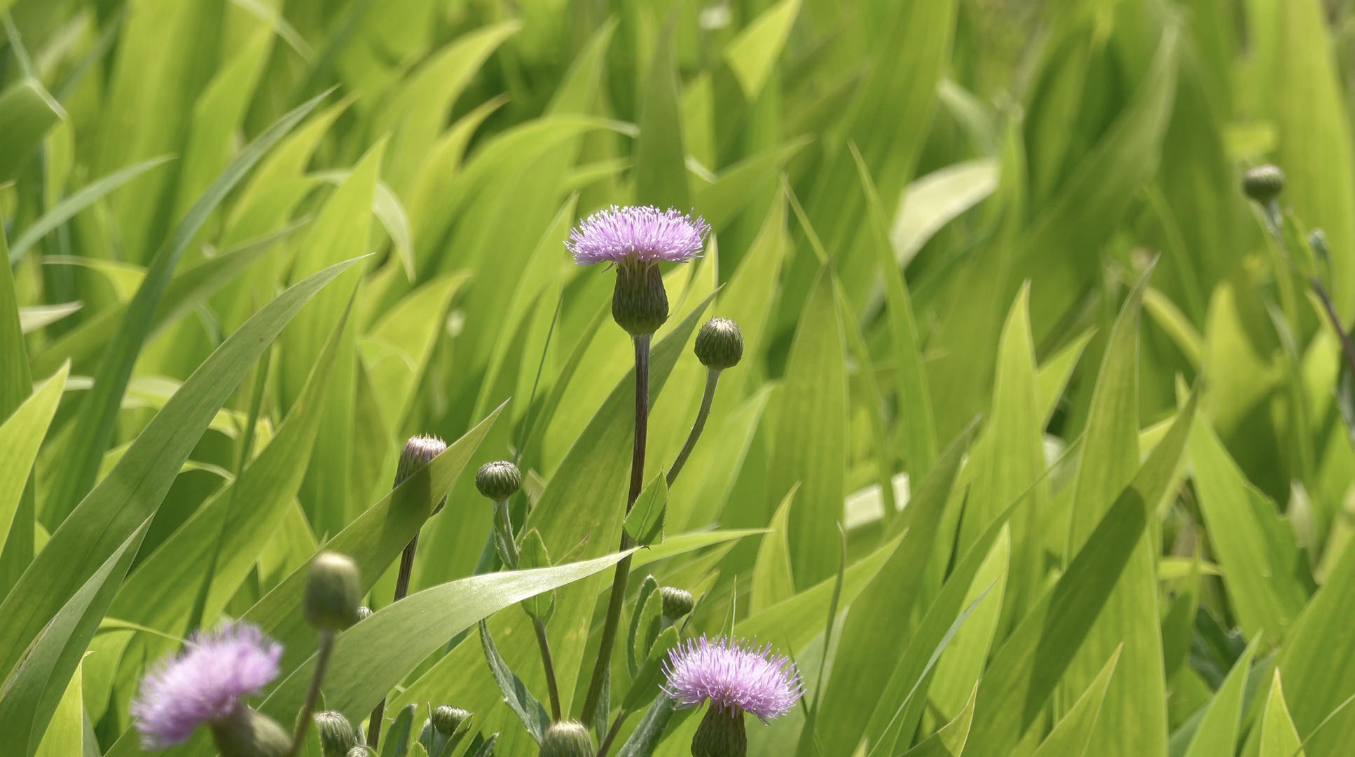 自然风光草丛中随风摇摆的野花4K视频合集视频的预览图