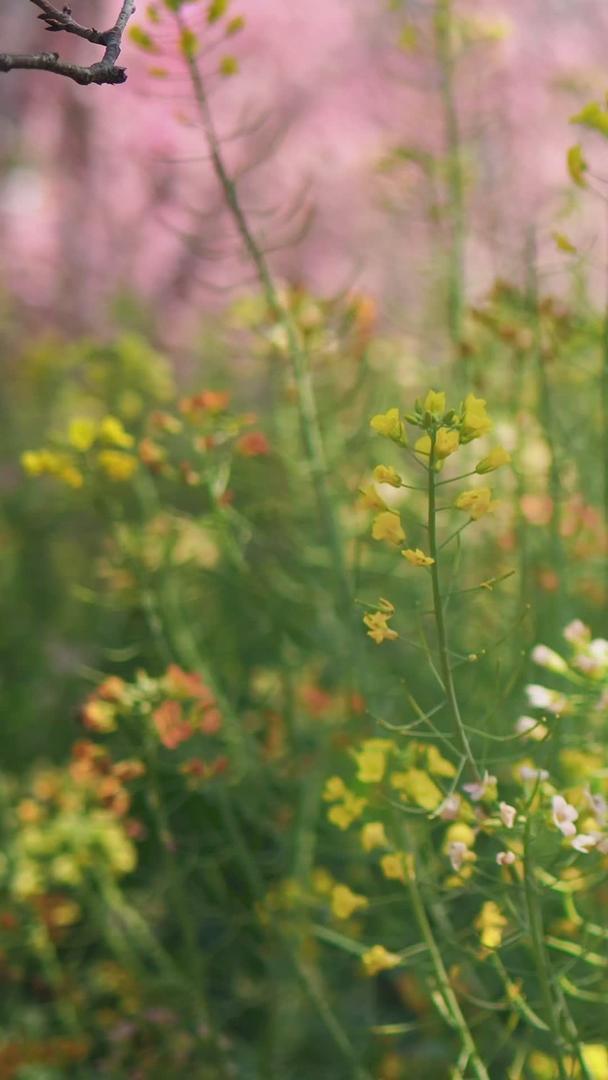 春暖花开的七彩油菜花视频的预览图