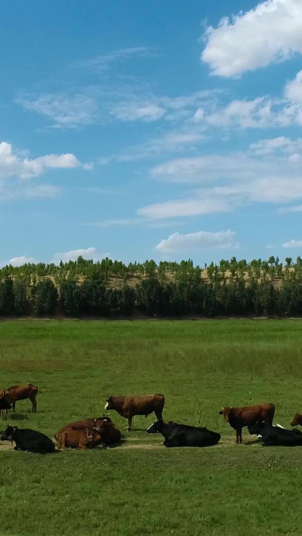 内蒙古草原牛群航拍视频的预览图