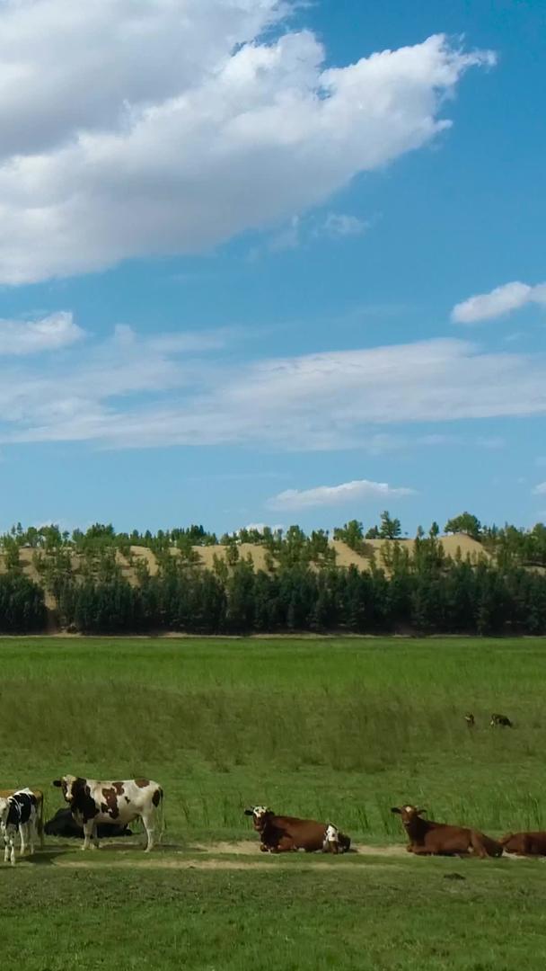 内蒙古草原牛群航拍视频的预览图