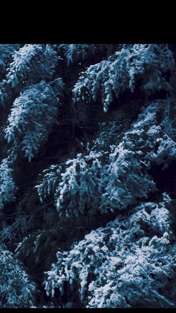 阳明山雾凇雪山松树森林公园视频的预览图