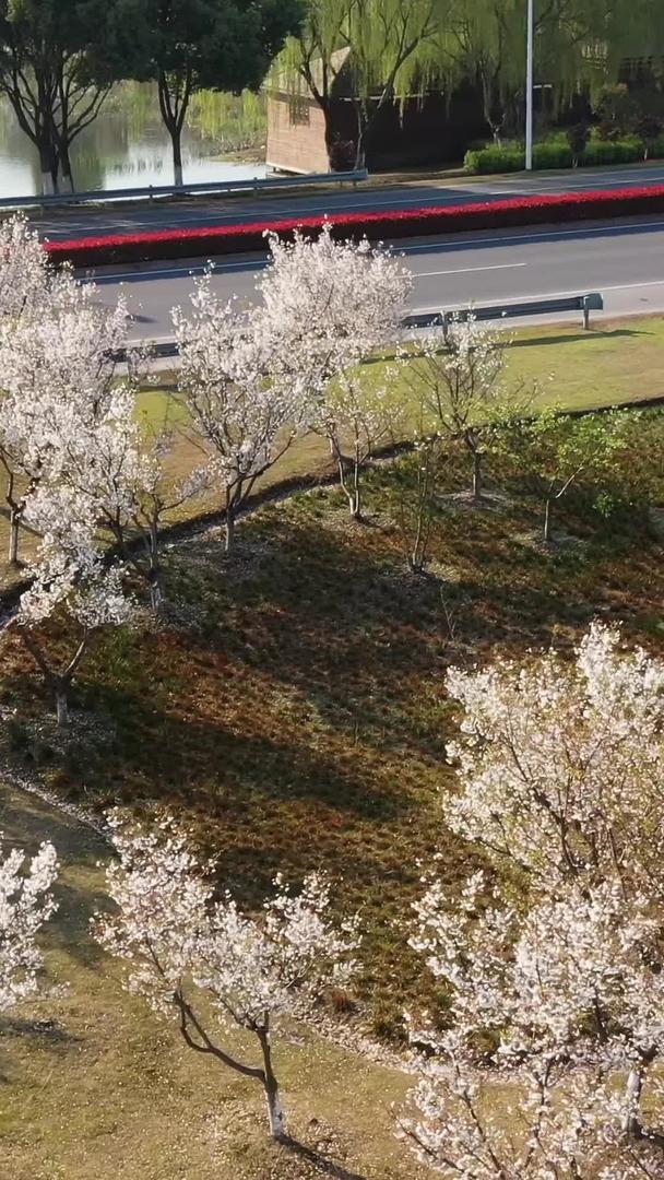 春季景观公路视频的预览图