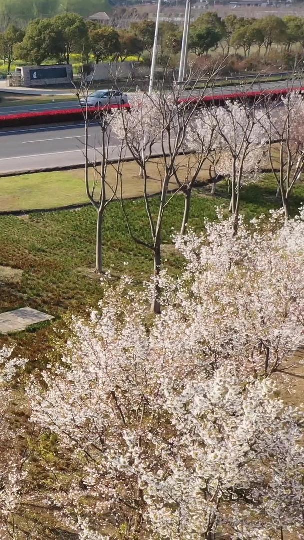 春季景观公路视频的预览图