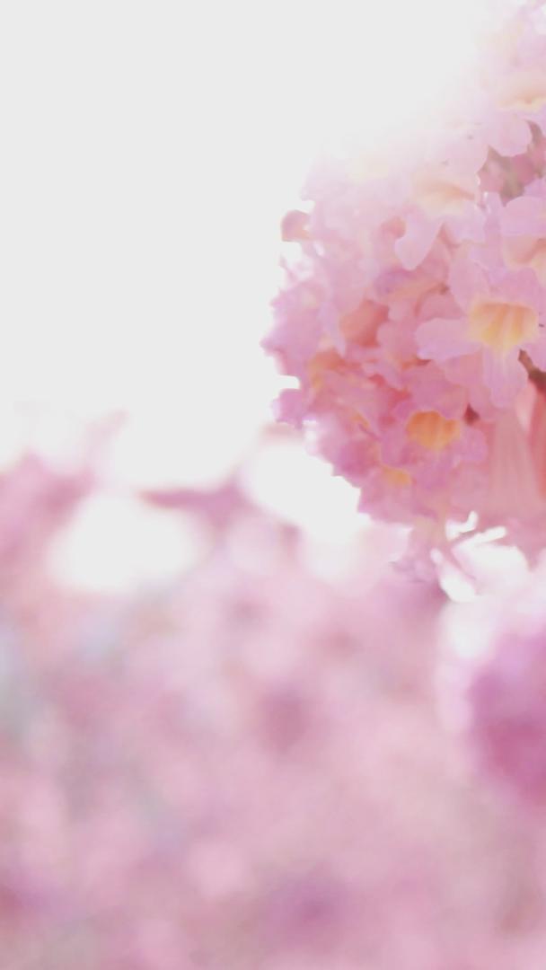 春暖花开小清新粉色风铃花开花开视频的预览图