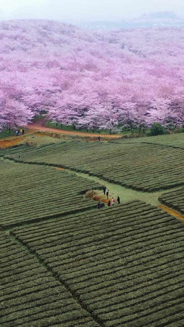 贵州万亩樱花园航拍视频的预览图