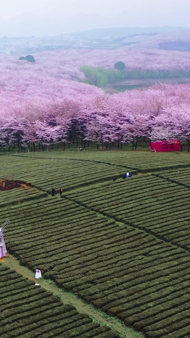 贵州万亩樱花园航拍视频的预览图