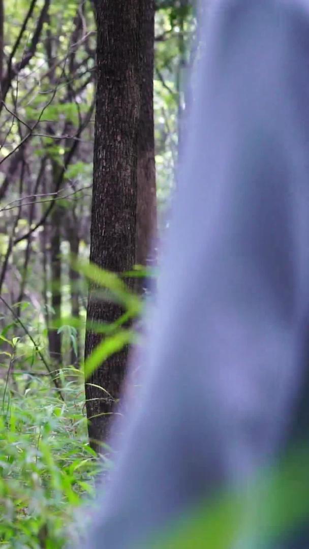 女孩在森林里奔跑视频的预览图