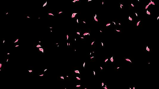 粉色花瓣视频的预览图