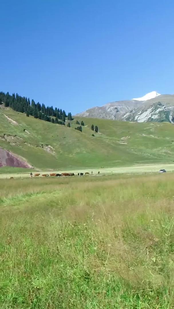 新疆草原割草机工作航拍视频的预览图
