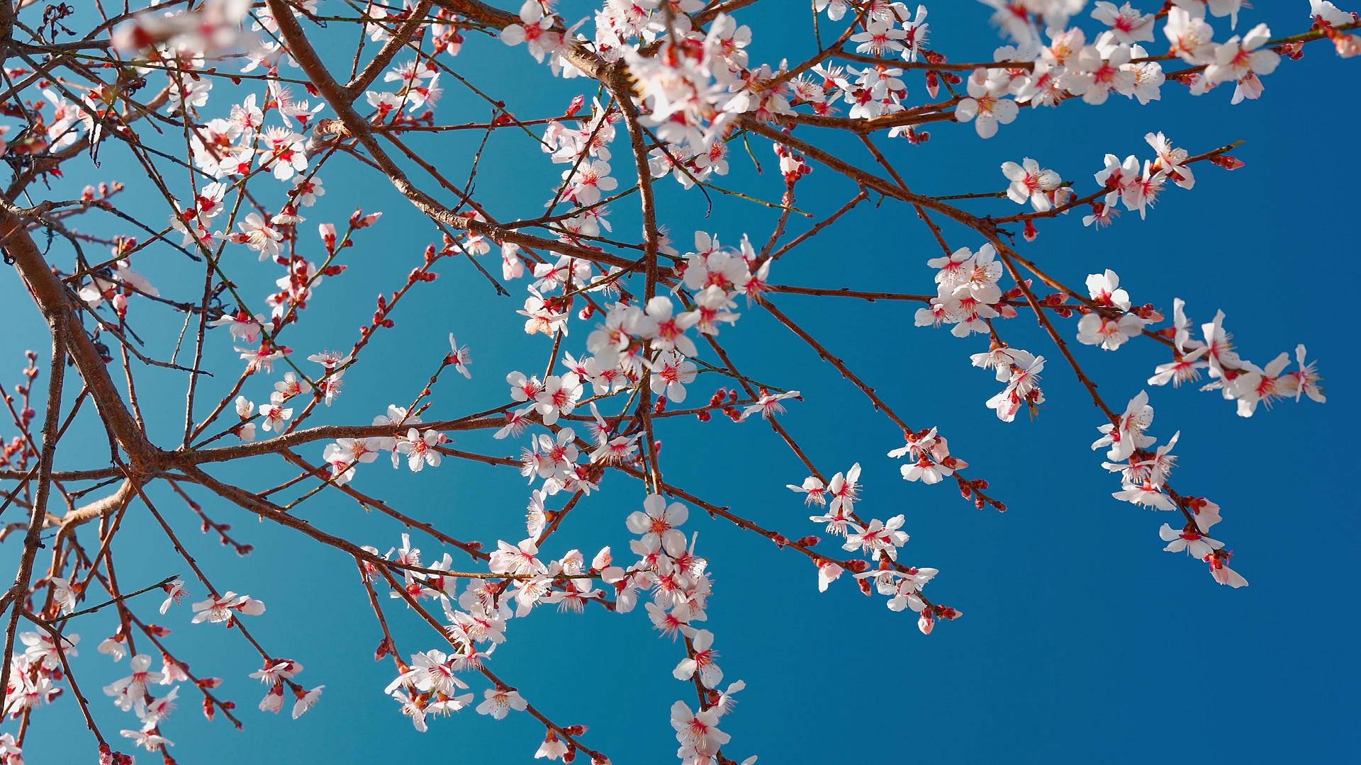 春暖花开的空镜子视频的预览图